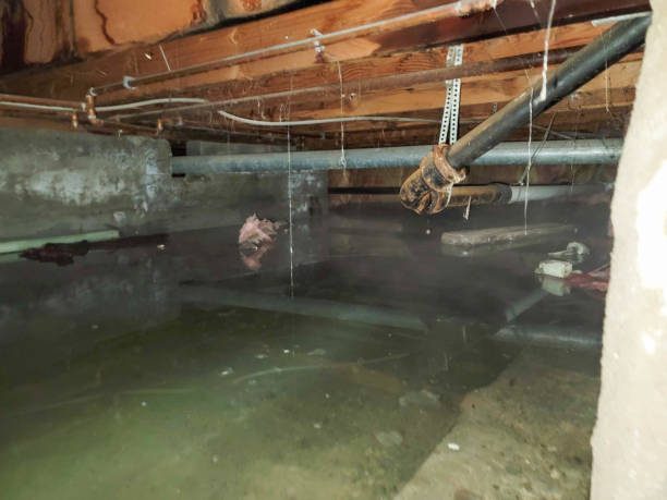 Best Mold removal after water damage  in Ithaca, NY